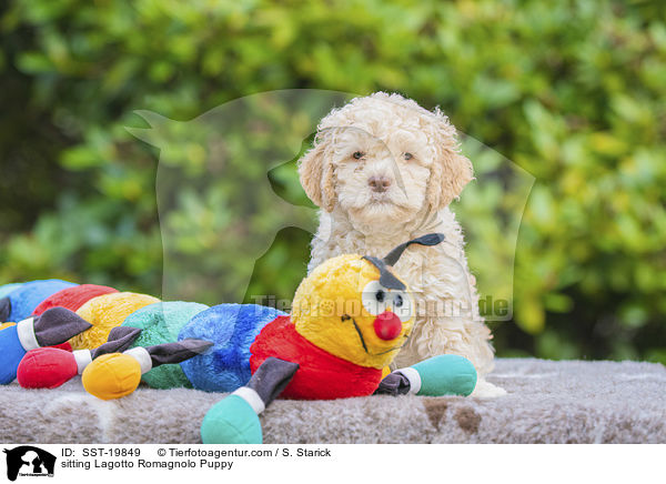 sitzender Lagotto Romagnolo Welpe / sitting Lagotto Romagnolo Puppy / SST-19849