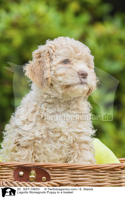 Lagotto Romagnolo Welpe im Krbchen / Lagotto Romagnolo Puppy in a basket / SST-19853