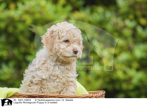 Lagotto Romagnolo Welpe im Krbchen / Lagotto Romagnolo Puppy in a basket / SST-19854