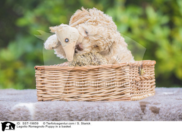 Lagotto Romagnolo Welpe im Krbchen / Lagotto Romagnolo Puppy in a basket / SST-19859