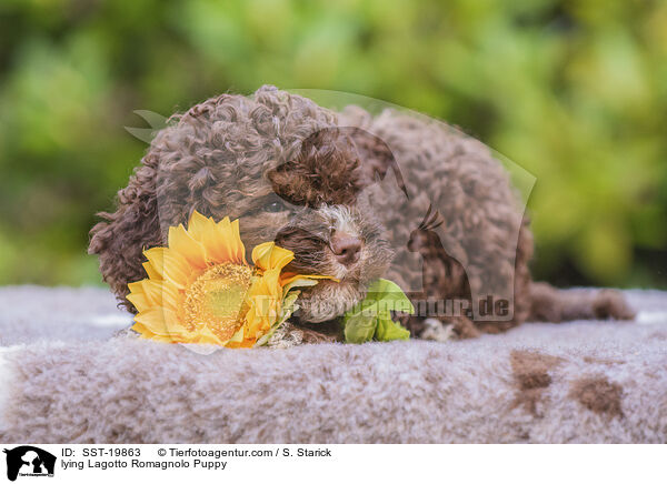 liegender Lagotto Romagnolo Welpe / lying Lagotto Romagnolo Puppy / SST-19863