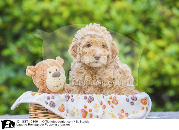 Lagotto Romagnolo Welpe im Krbchen / Lagotto Romagnolo Puppy in a basket / SST-19866