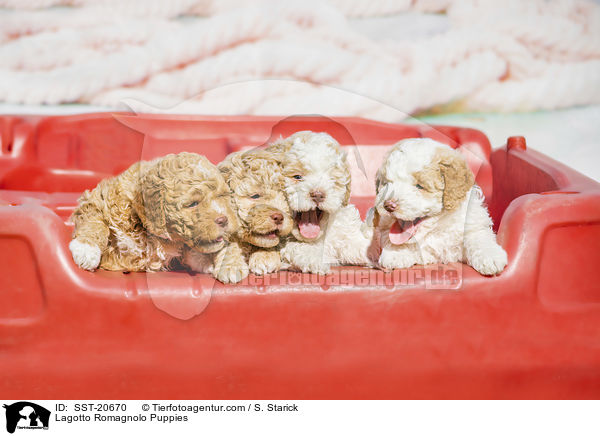 Lagotto Romagnolo Welpen / Lagotto Romagnolo Puppies / SST-20670