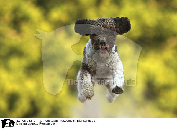 jumping Lagotto Romagnolo / KB-03213