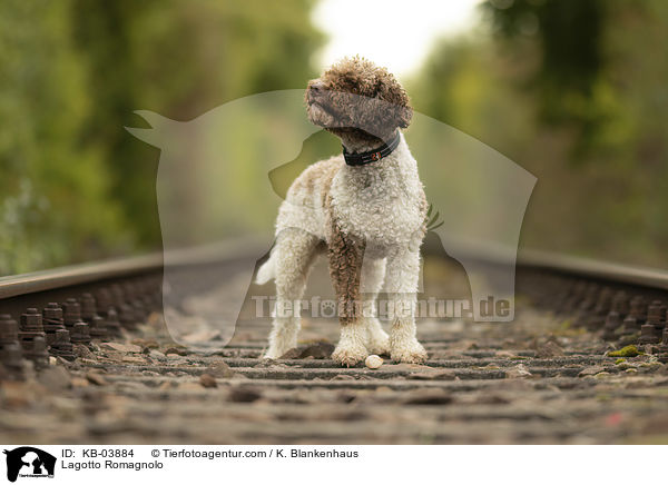 Lagotto Romagnolo / Lagotto Romagnolo / KB-03884