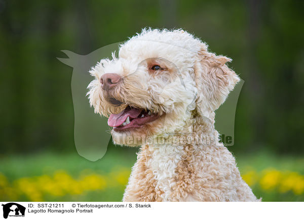 Lagotto Romagnolo Portrait / Lagotto Romagnolo Portrait / SST-21211