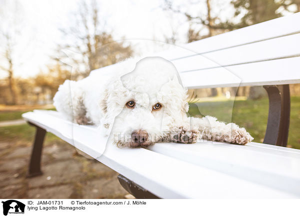 liegender Lagotto Romagnolo / lying Lagotto Romagnolo / JAM-01731