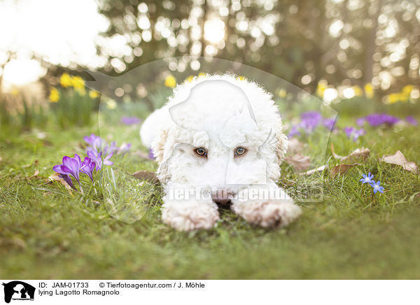 liegender Lagotto Romagnolo / lying Lagotto Romagnolo / JAM-01733