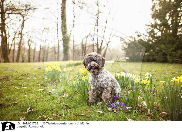 Lagotto Romagnolo / Lagotto Romagnolo / JAM-01739