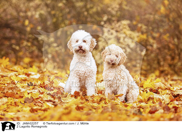 2 Lagotto Romagnolo / 2 Lagotto Romagnolo / JAM-02257