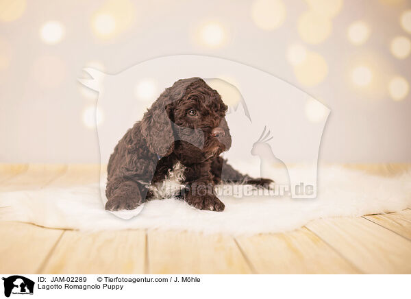 Lagotto Romagnolo Welpe / Lagotto Romagnolo Puppy / JAM-02289