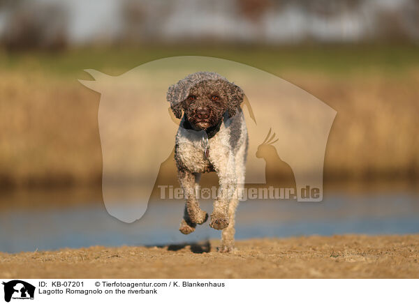 Lagotto Romagnolo am Wasser / Lagotto Romagnolo on the riverbank / KB-07201