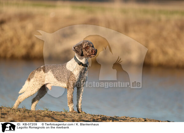 Lagotto Romagnolo am Wasser / Lagotto Romagnolo on the riverbank / KB-07209