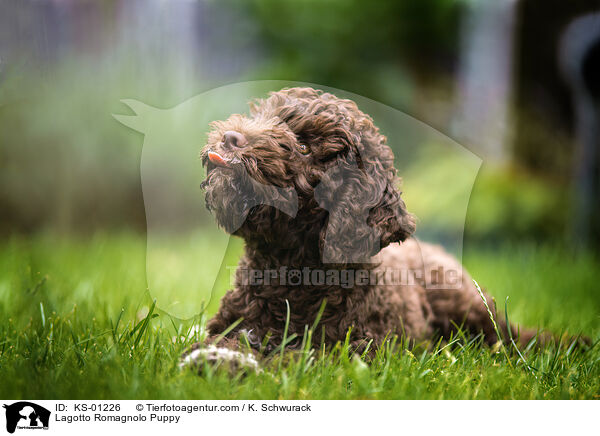 Lagotto Romagnolo Welpe / Lagotto Romagnolo Puppy / KS-01226