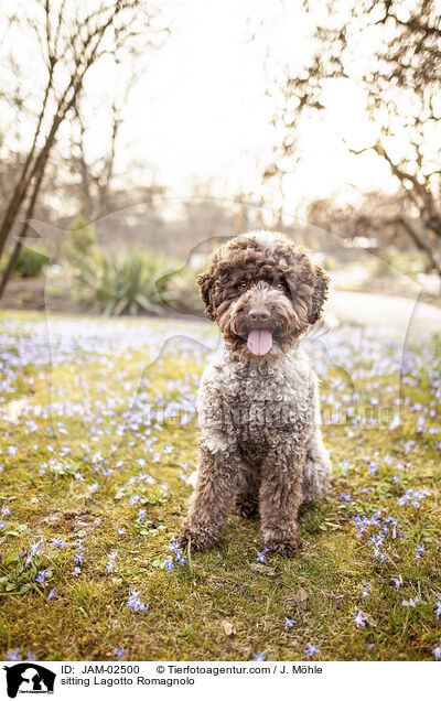 sitzender Lagotto Romagnolo / sitting Lagotto Romagnolo / JAM-02500