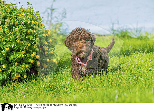 Lagotto Romagnolo Welpe / Lagotto Romagnolo puppy / SST-24306