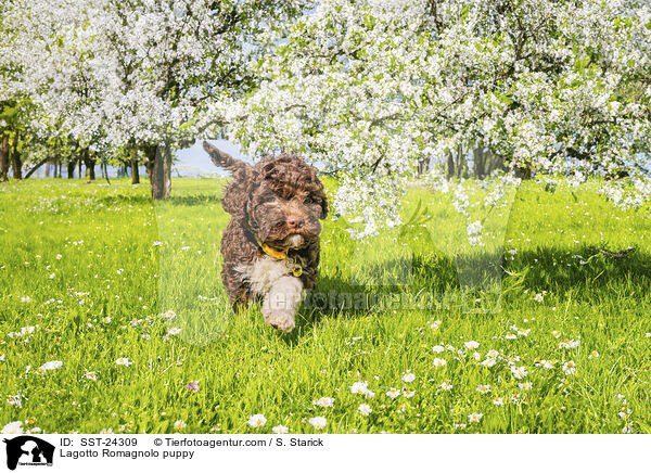 Lagotto Romagnolo Welpe / Lagotto Romagnolo puppy / SST-24309