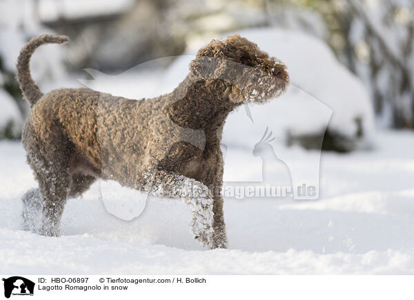 Lagotto Romagnolo im Schnee / Lagotto Romagnolo in snow / HBO-06897