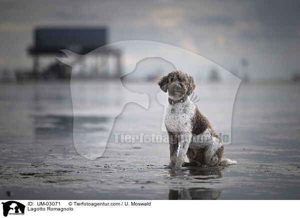 Lagotto Romagnolo / Lagotto Romagnolo / UM-03071