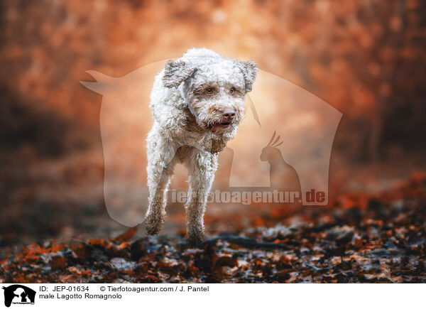 Lagotto Romagnolo Rde / male Lagotto Romagnolo / JEP-01634