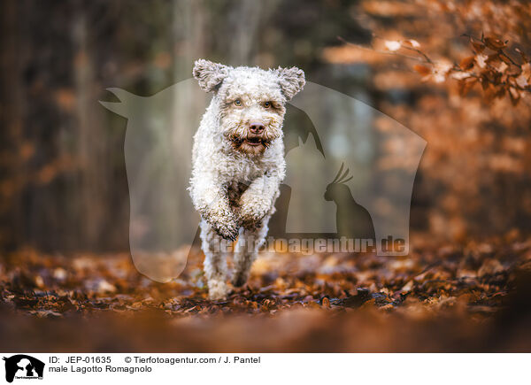 Lagotto Romagnolo Rde / male Lagotto Romagnolo / JEP-01635