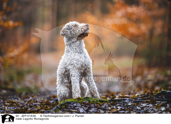 Lagotto Romagnolo Rde / male Lagotto Romagnolo / JEP-01636