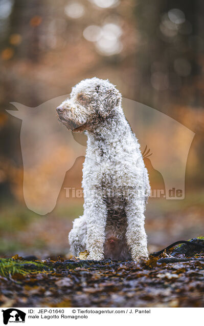 Lagotto Romagnolo Rde / male Lagotto Romagnolo / JEP-01640