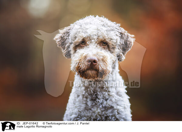 Lagotto Romagnolo Rde / male Lagotto Romagnolo / JEP-01642