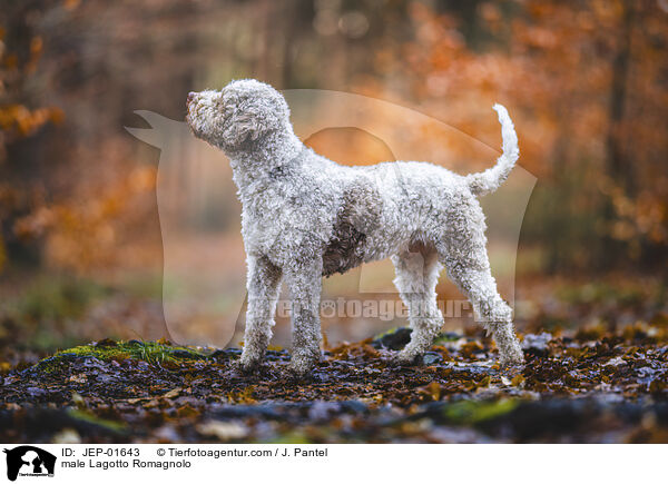 Lagotto Romagnolo Rde / male Lagotto Romagnolo / JEP-01643