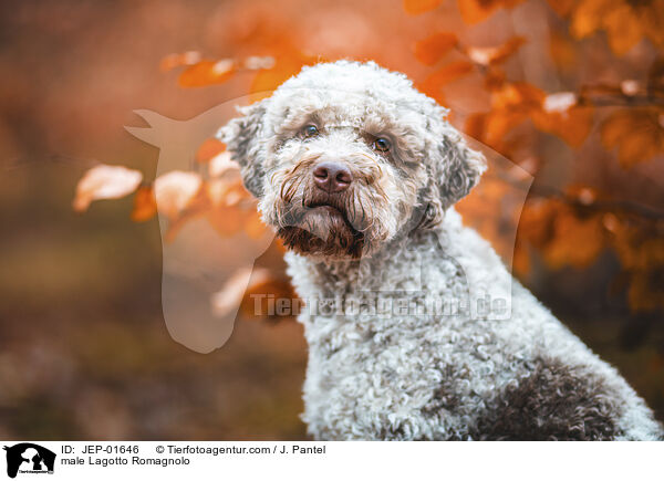 Lagotto Romagnolo Rde / male Lagotto Romagnolo / JEP-01646