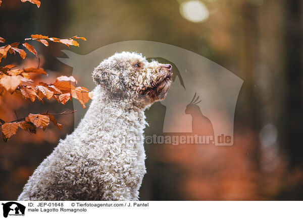 Lagotto Romagnolo Rde / male Lagotto Romagnolo / JEP-01648