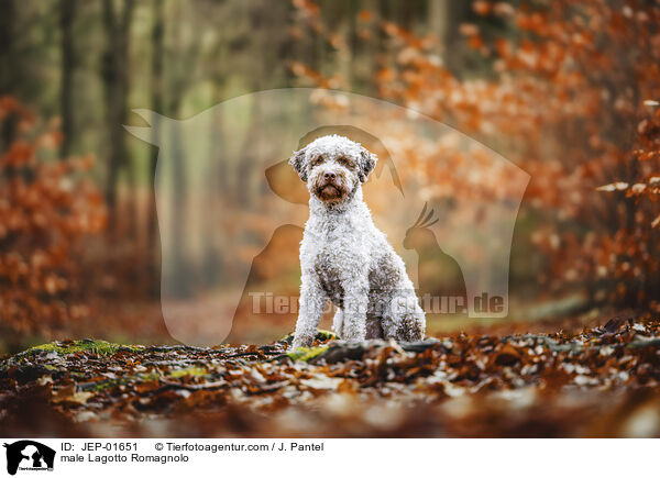 Lagotto Romagnolo Rde / male Lagotto Romagnolo / JEP-01651