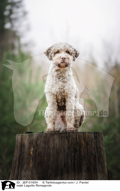 Lagotto Romagnolo Rde / male Lagotto Romagnolo / JEP-01654