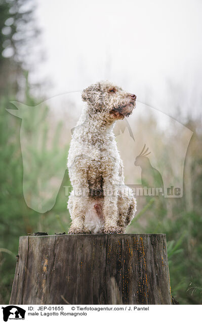 Lagotto Romagnolo Rde / male Lagotto Romagnolo / JEP-01655