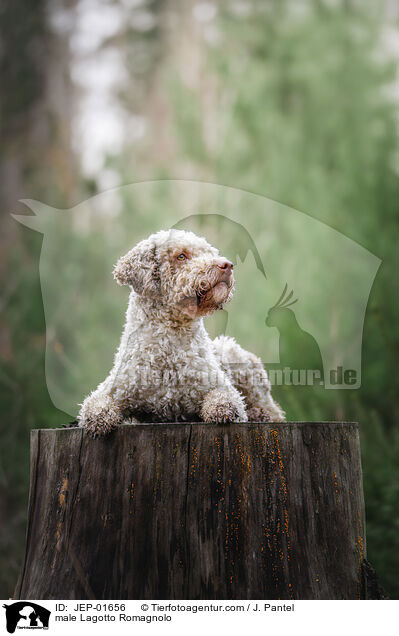 Lagotto Romagnolo Rde / male Lagotto Romagnolo / JEP-01656