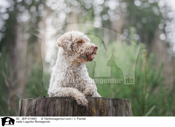 Lagotto Romagnolo Rde / male Lagotto Romagnolo / JEP-01660