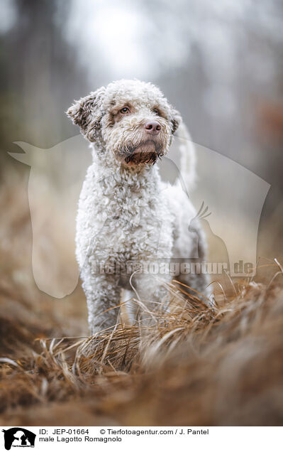 Lagotto Romagnolo Rde / male Lagotto Romagnolo / JEP-01664