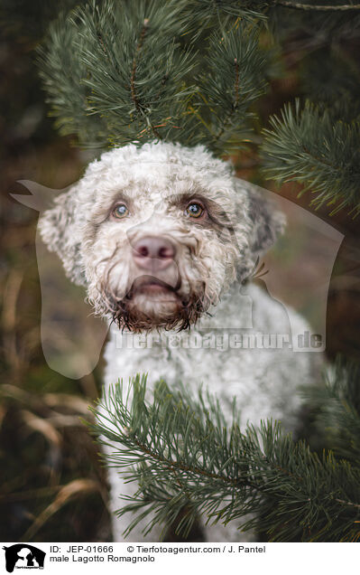 Lagotto Romagnolo Rde / male Lagotto Romagnolo / JEP-01666