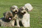 Lagotto Romagnolo