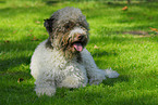 lying Lagotto Romagnolo