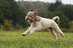 playing Lagotto Romagnolo