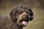 Lagotto Romagnolo Portrait