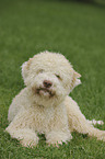 lying Lagotto Romagnolo