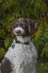 Lagotto Romagnolo Portrait