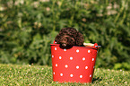 Lagotto Romagnolo puppy