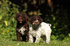 Lagotto Romagnolo puppies