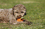 young Lagotto Romagnolo