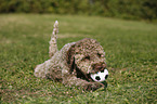 young Lagotto Romagnolo