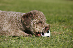 young Lagotto Romagnolo