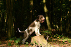 Lagotto Romagnolo